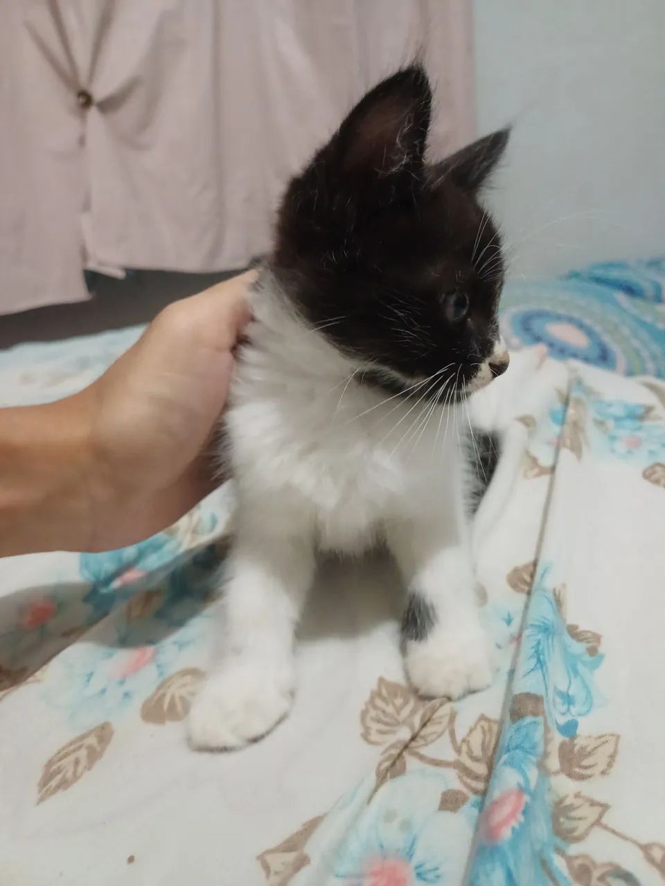 Gatinhos novinhos com 2 meses  - Foto 6