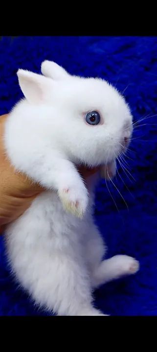 Coelhinhos várias raças de minis e anão(ZAP na descrição do anúncio) - Foto 4