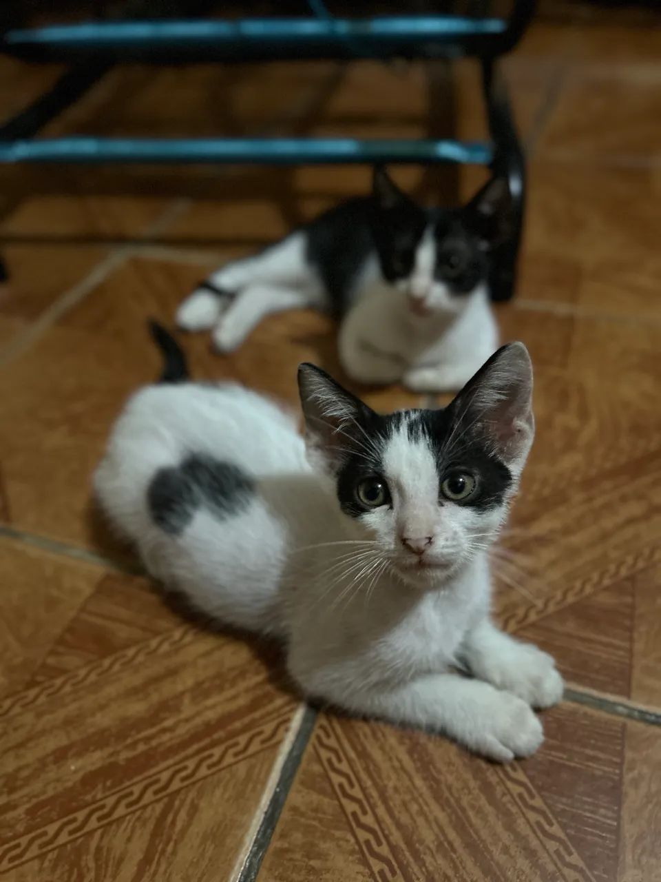 Gatinhos para doação  - Foto 2