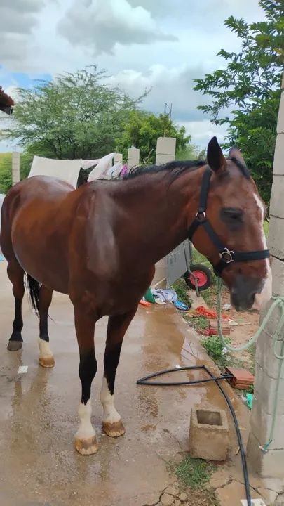 Cavalo de vaquejada de direita  - Foto 4