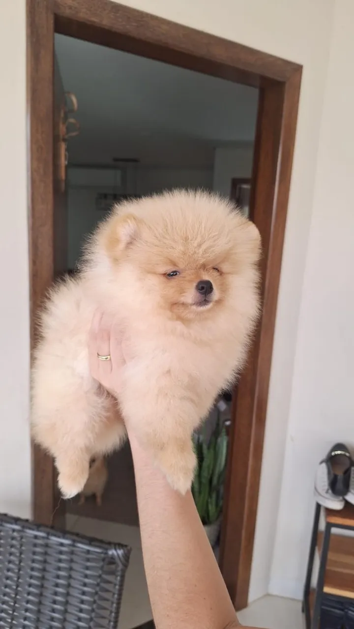 Spitz alemao-lulu da pomerania