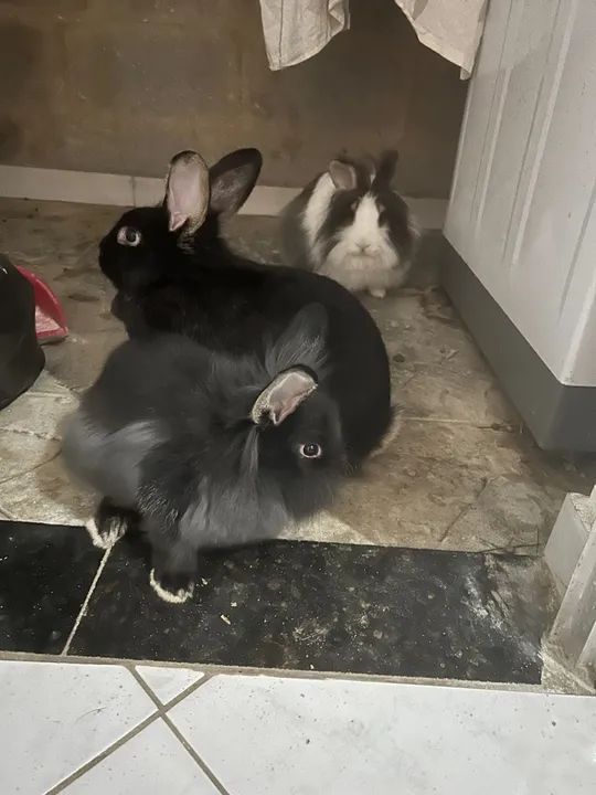 Doação 2 coelhinhos pretos - Foto 2