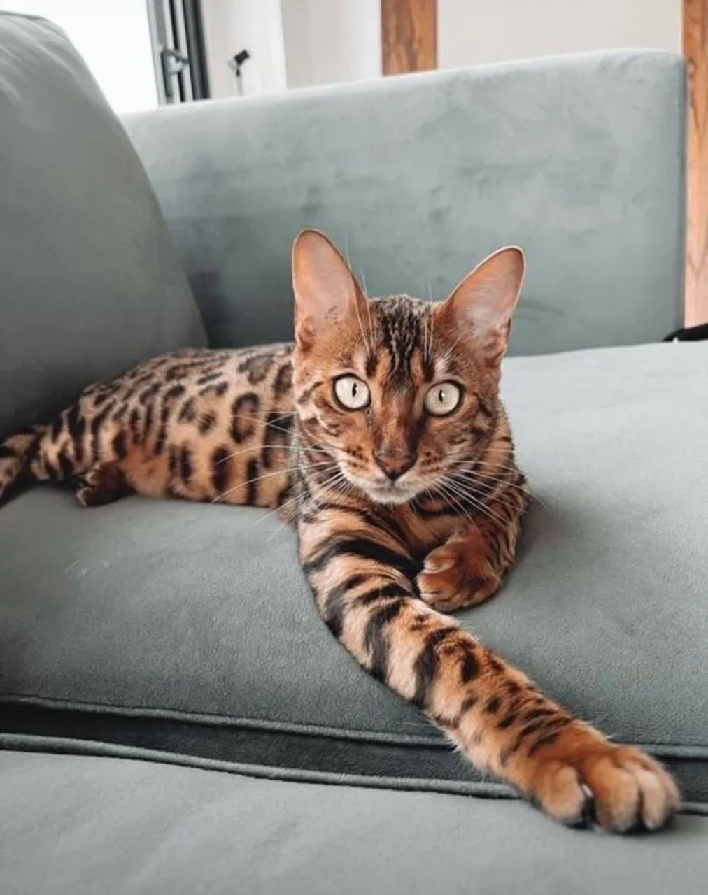 ? Filhotes de Gato Bengal Disponíveis! ? - Foto 6