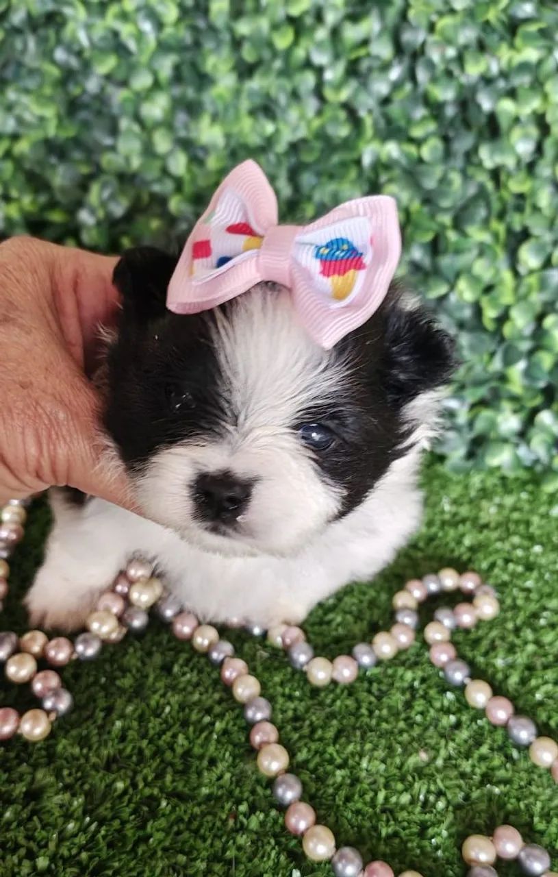 Spitz Alemão fêmea branco e preto para reserva  - Foto 2