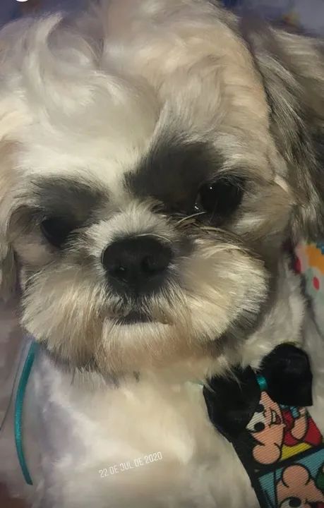 Cachorro lindo filhote de shih Tzu  - Foto 2