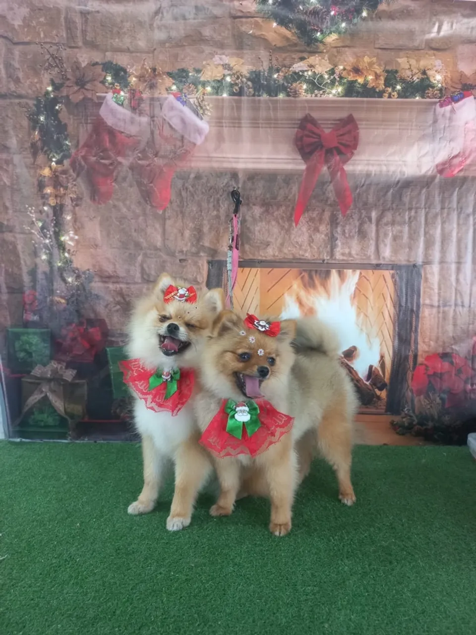 Lulu da Pomerânia Fêmea