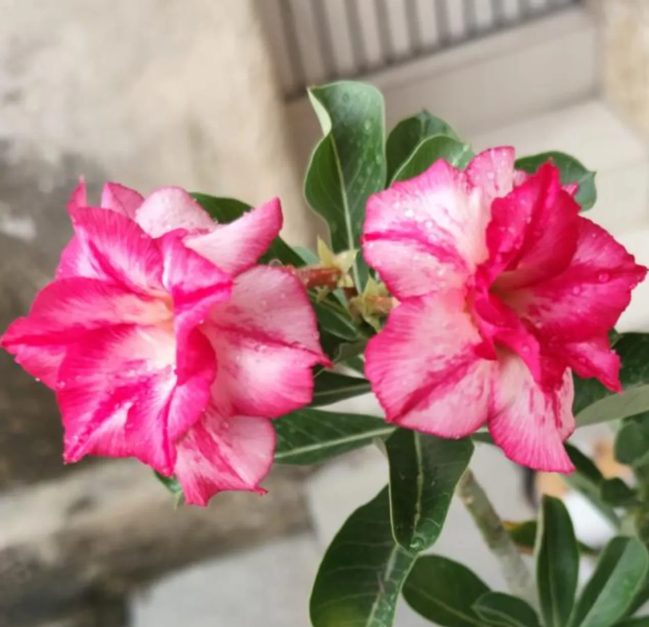 Rosa do Deserto - Flor Dobrada