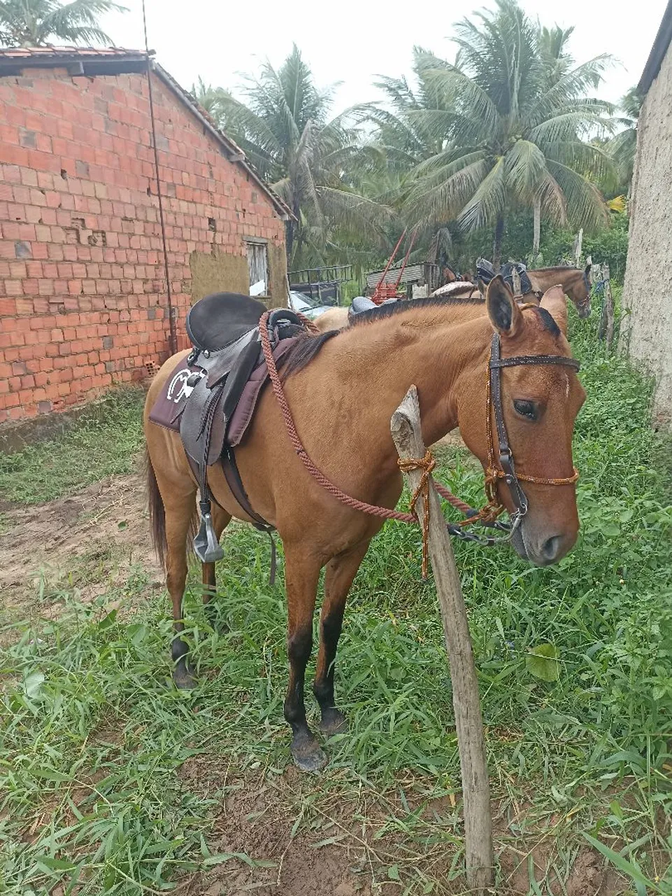 Égua de picado