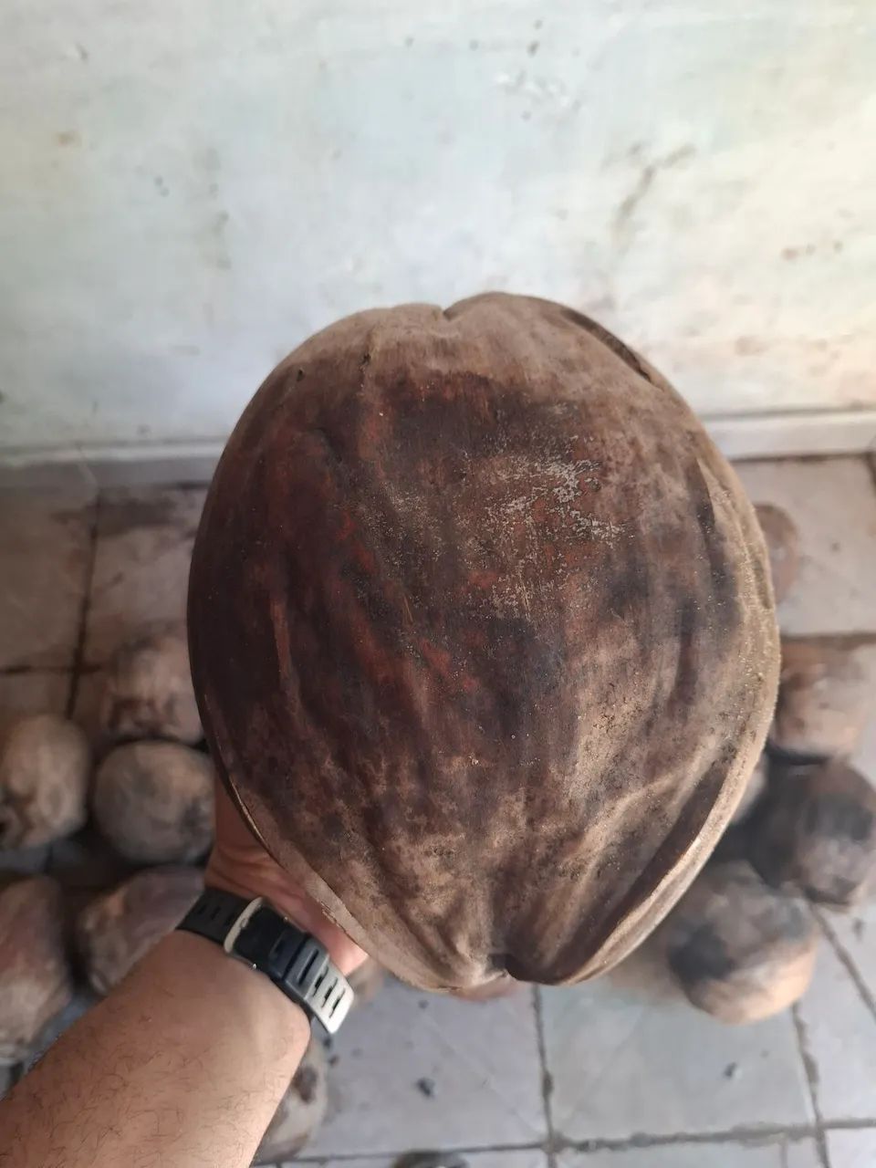 Muda de coqueiro coco gigante 
