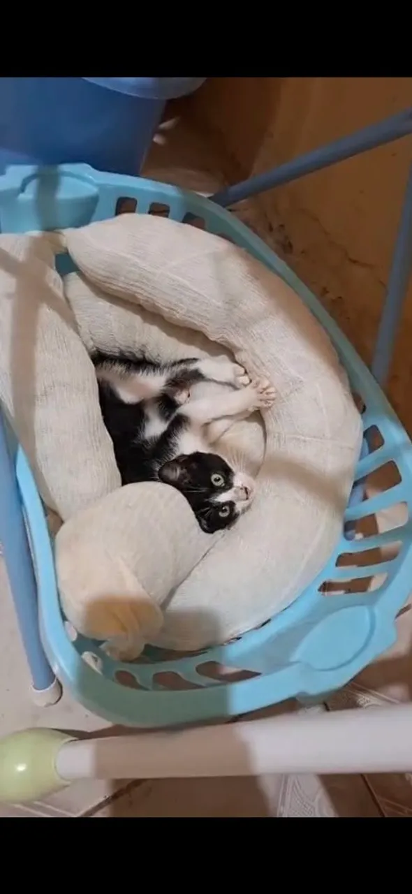 Gatinho Adorável em Busca de um Lar