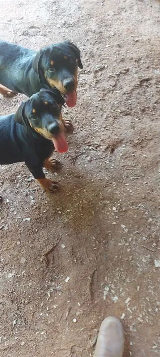 Dois filhotes de Rottweiler