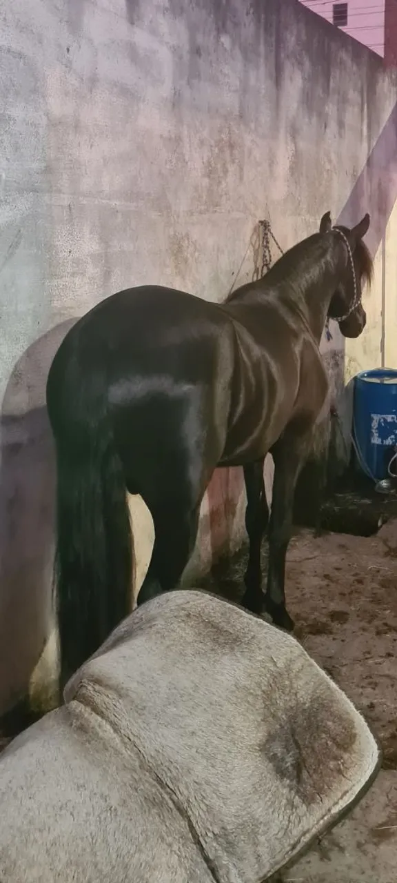 Cavalo Preto