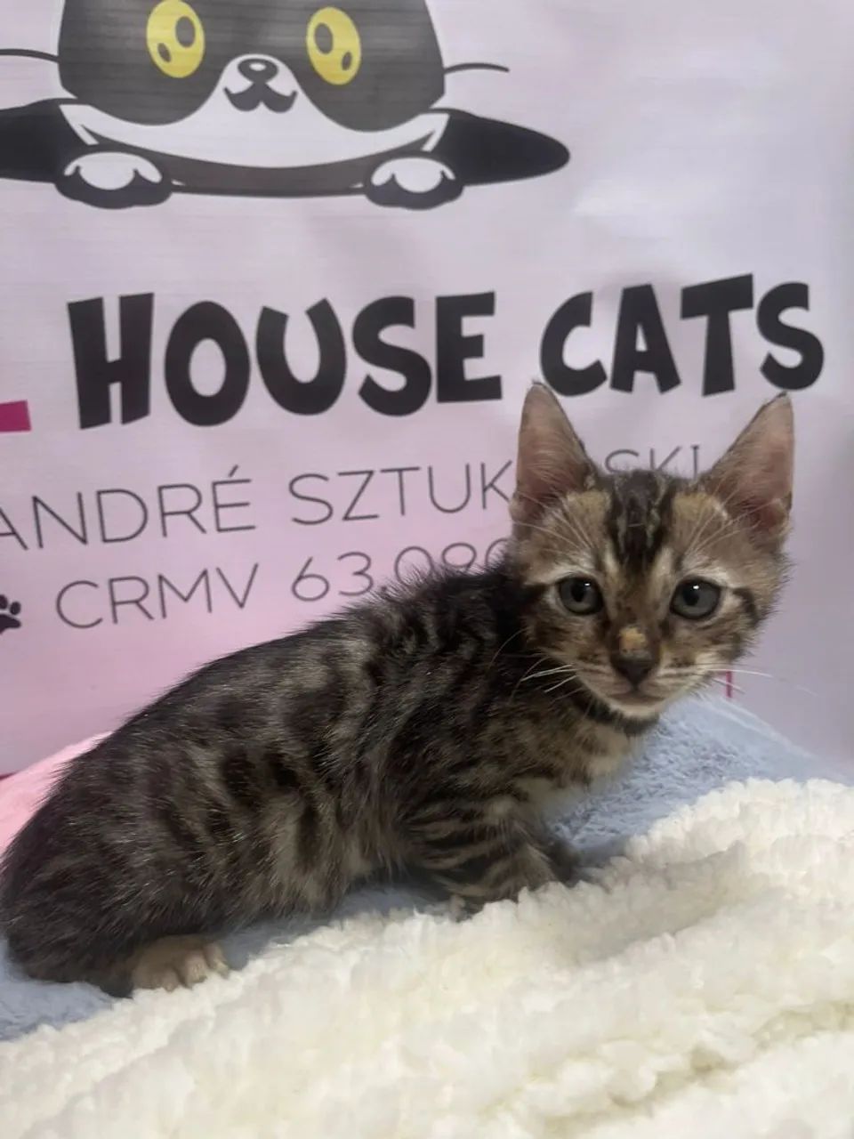 Bengal lindos filhotes  - Foto 4