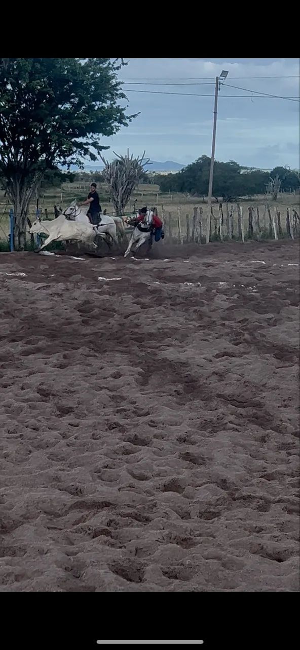 Cavalo de Vaquejada correndo de direita à venda - Foto 2
