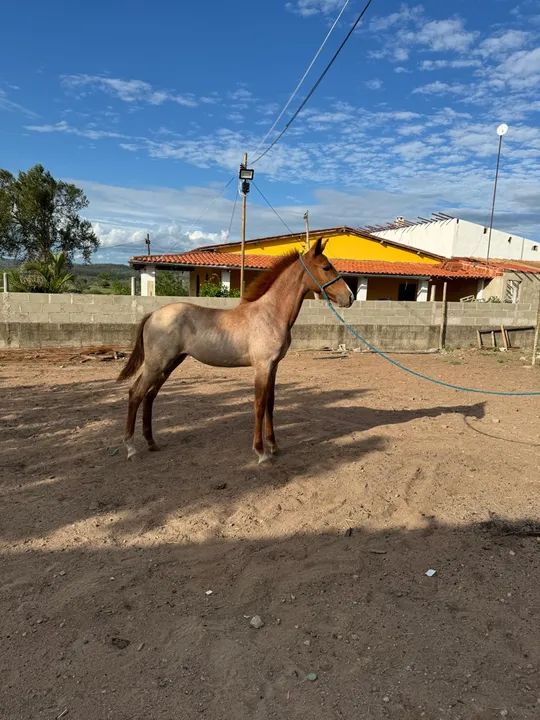 Potro Mangalarga Marchador - Marcha Batida