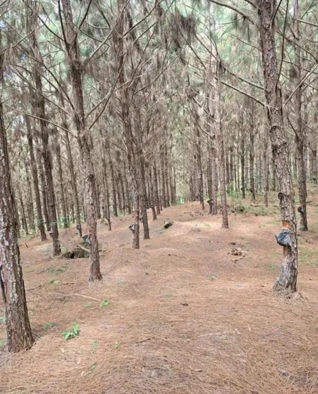 fazenda de 72 alqueires (172,8 hectares) com plantação de pinus excelente locali