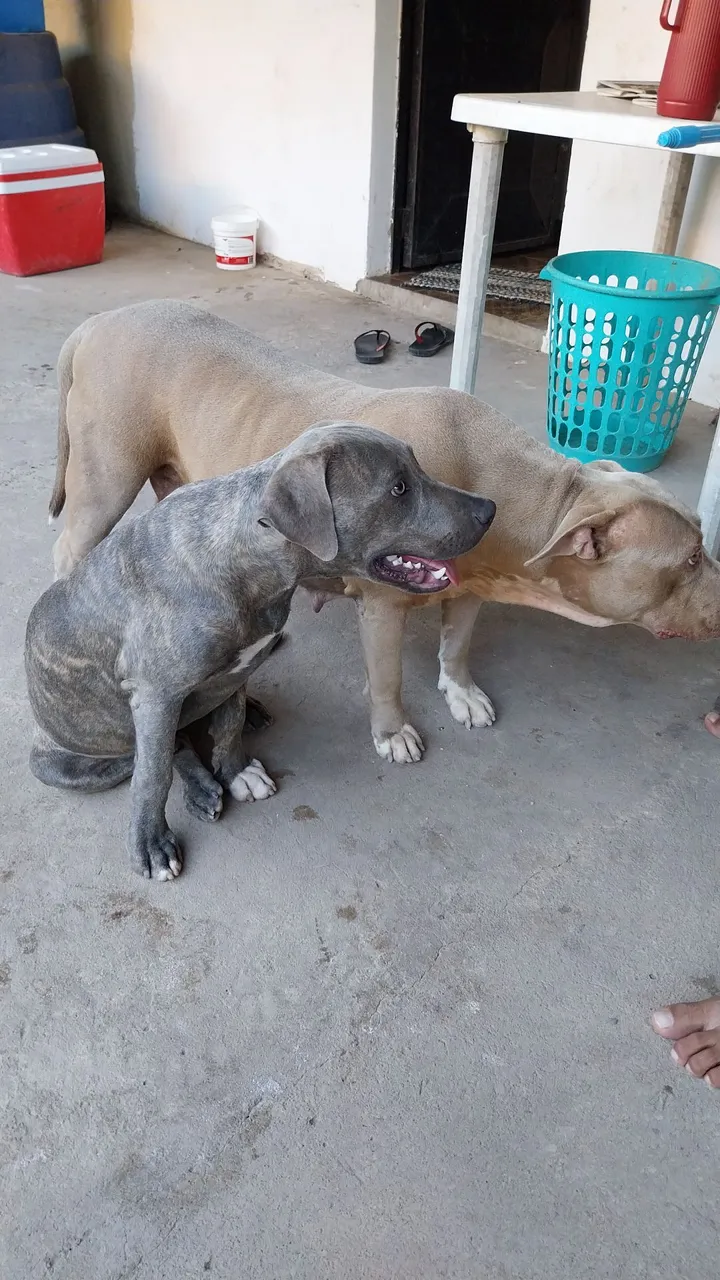Filhote de Pitbull 800