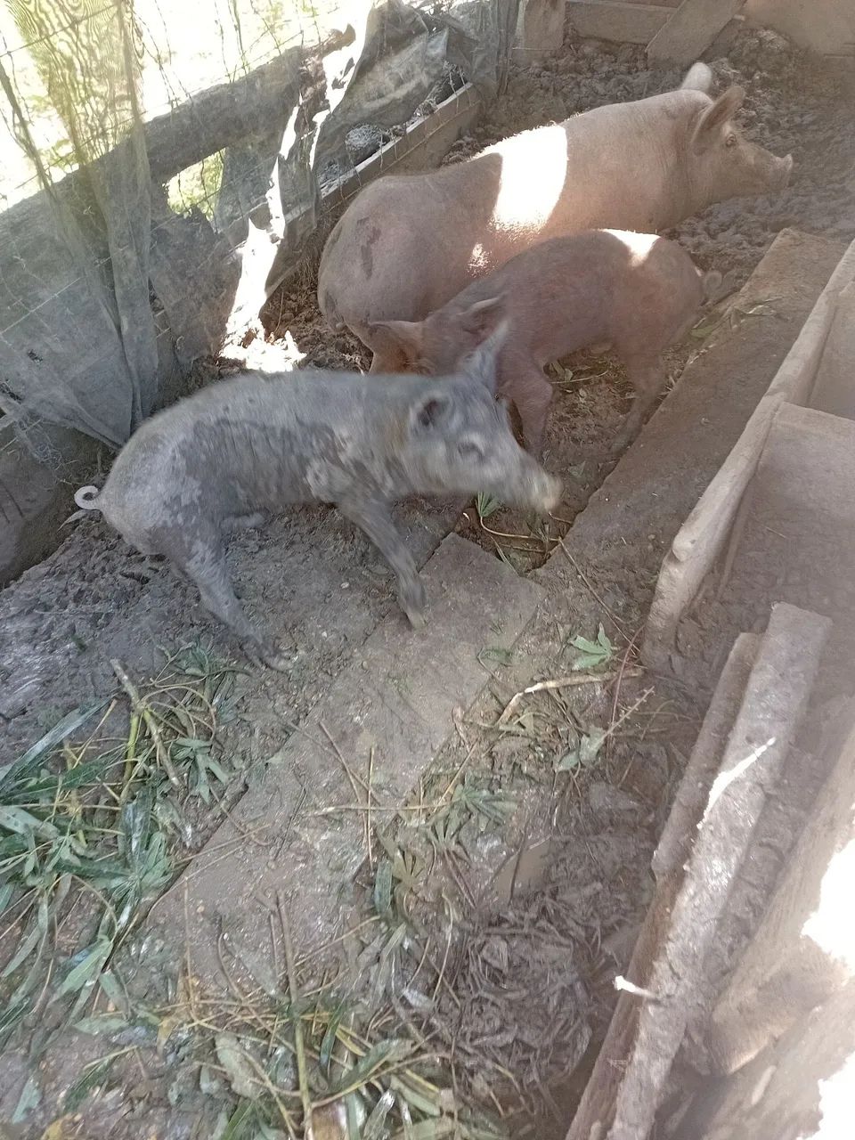 Três porquinhos fofinhos para adoção