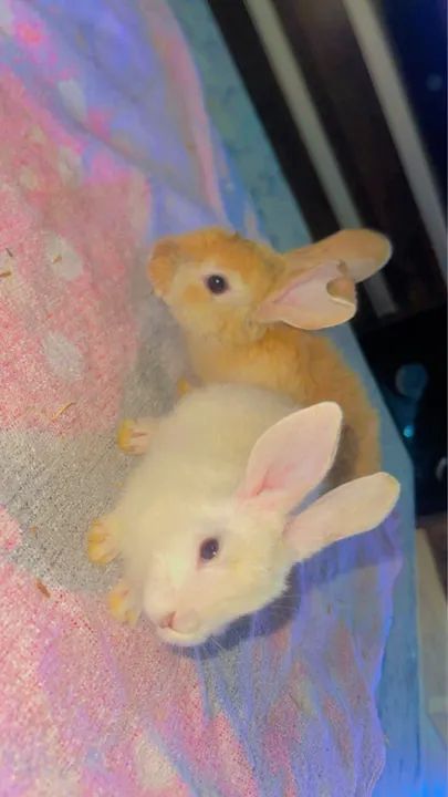coelhinhos fofinhos 