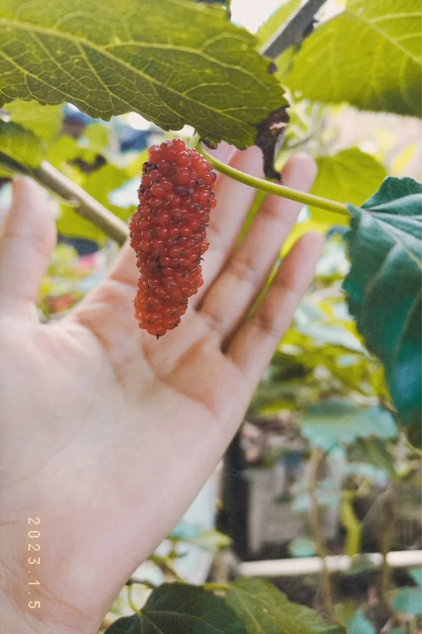 AMORA GIGANTE PORTUGUESA