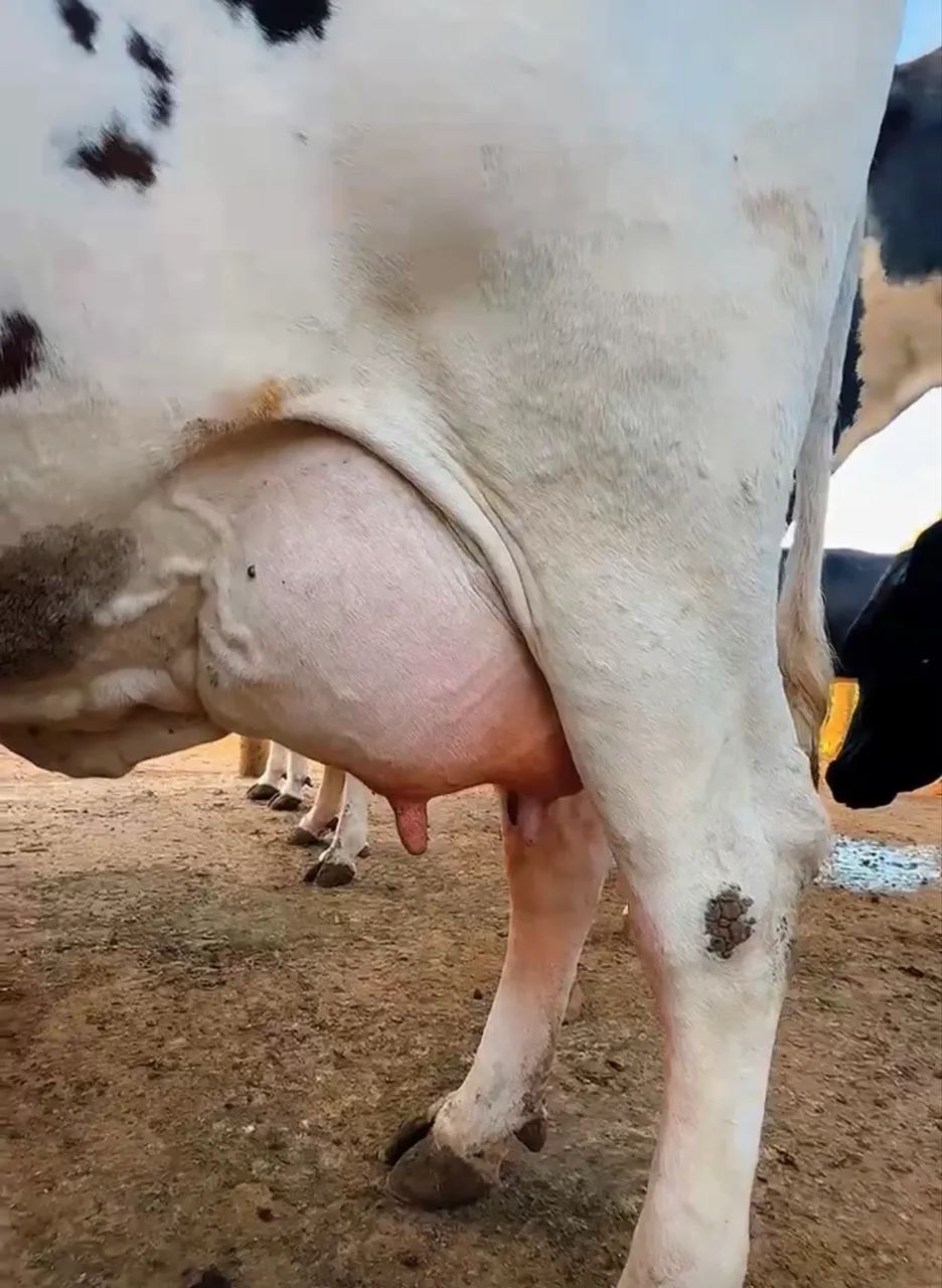 18 Vacas Leiteiras (não sou corretor)  - Foto 3