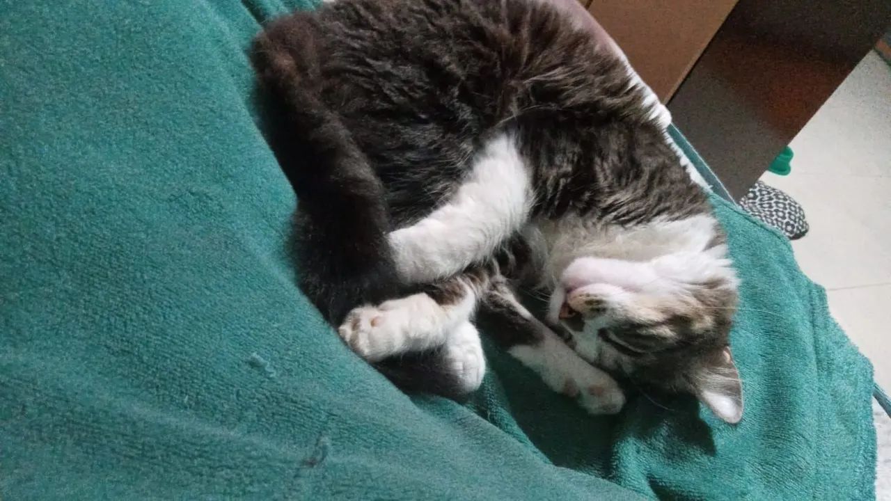 Gatinha fêmea  - Foto 3