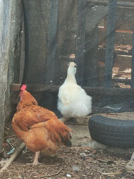 Galinhas e galos para venda - Foto 2