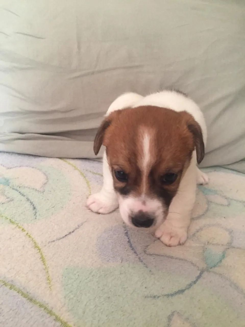 Jack Russell de alto padrão disponíveis!