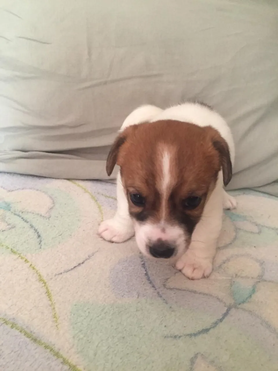 Jack Russell de alto padrão disponíveis!