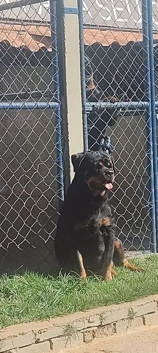 Fêmea Rottweiler 8 Meses (Venda) - Foto 3