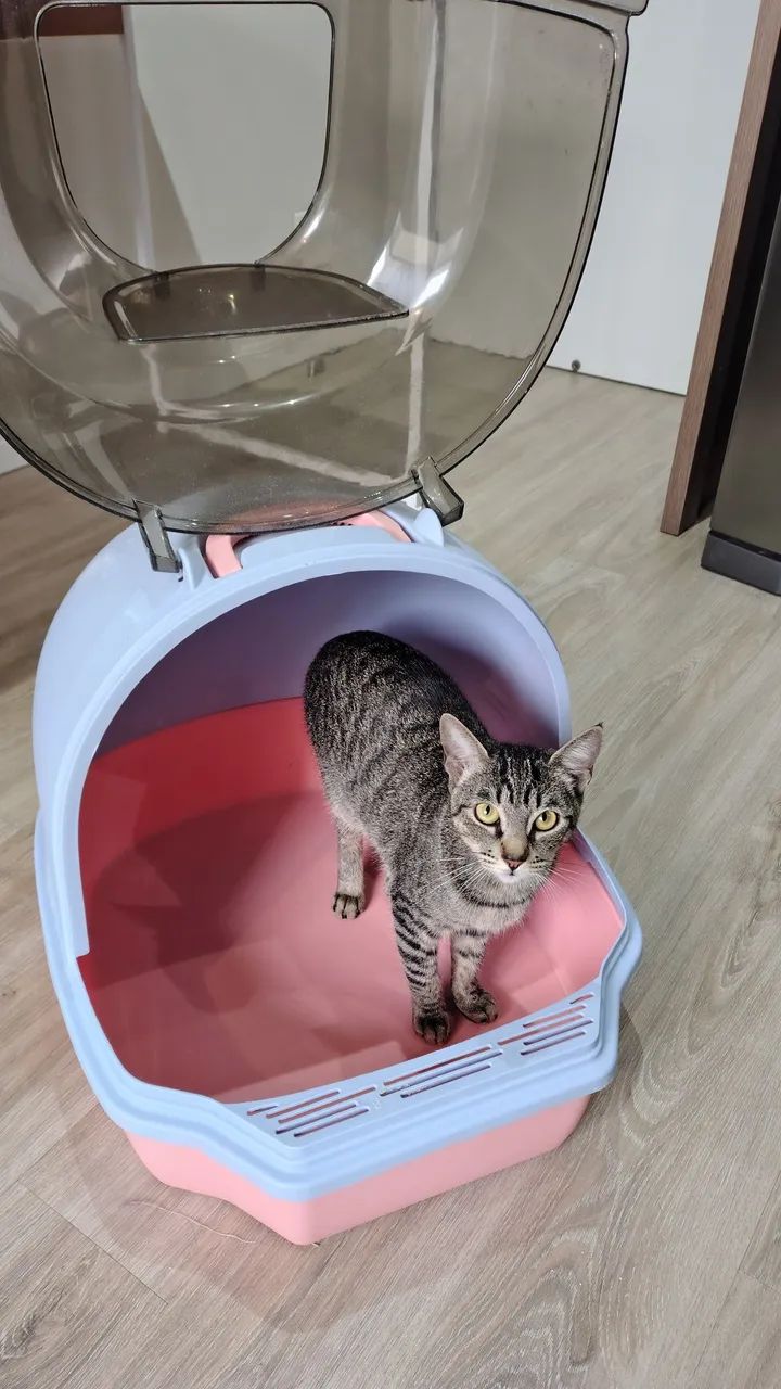 Caixa de areia/Banheiro para gatos  - Foto 2