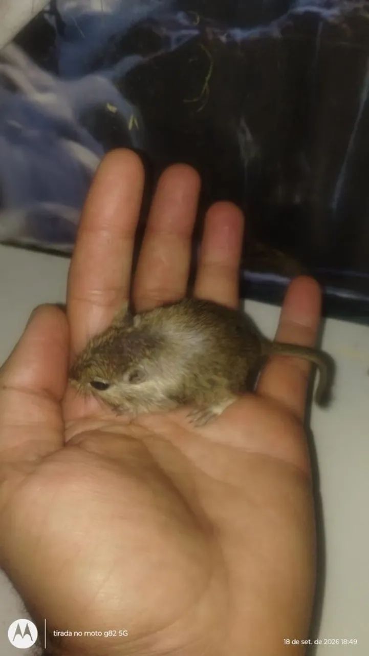 Gerbil  - Foto 2