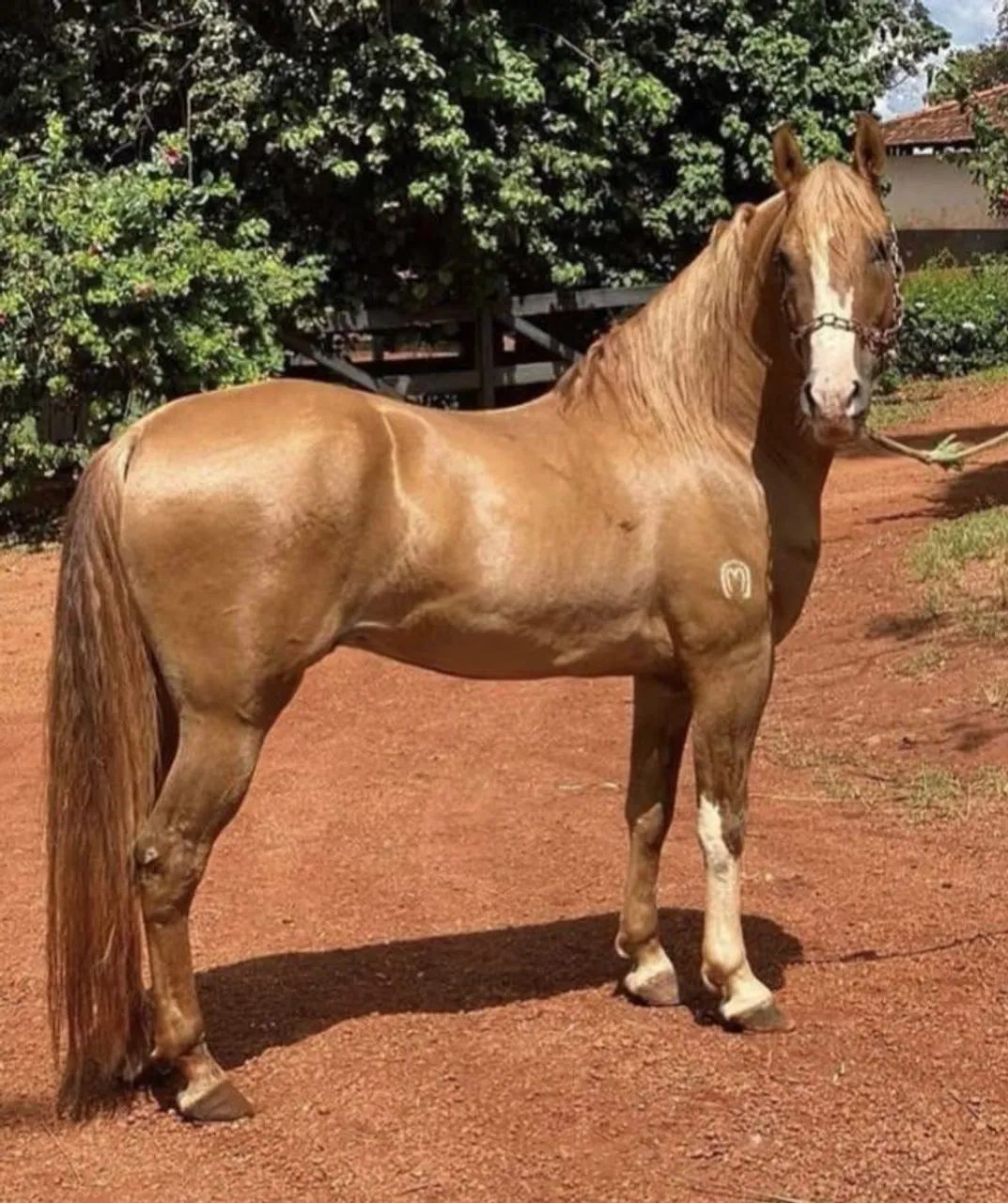 Vendo cavalos de grande porte  - Foto 2