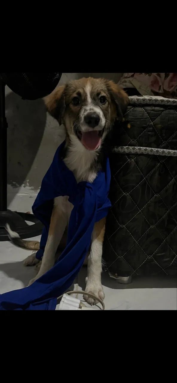 Doação de Pet - Foto 3