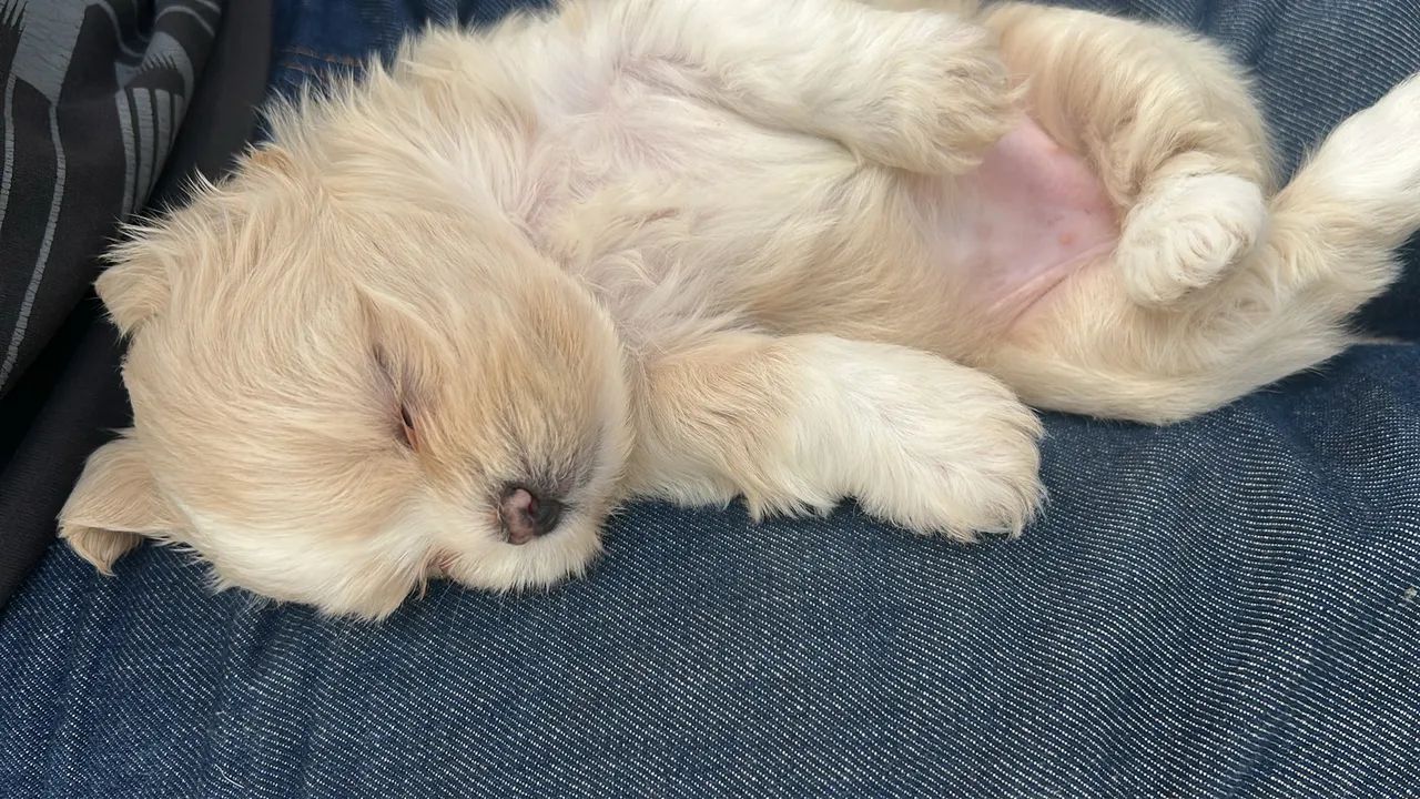 Filhotes shih tzu