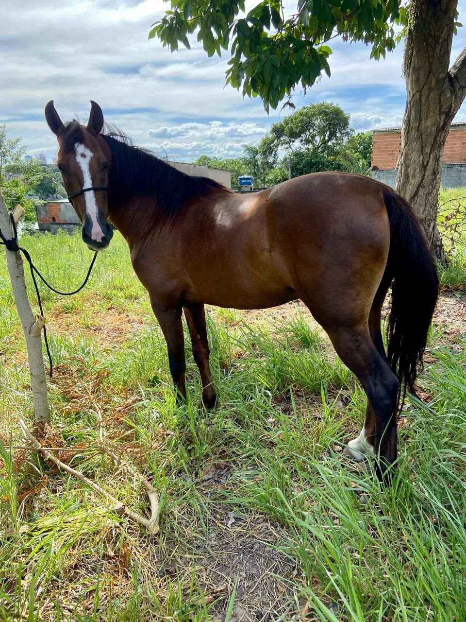 Cavalo mangalarga marchador  - Foto 4