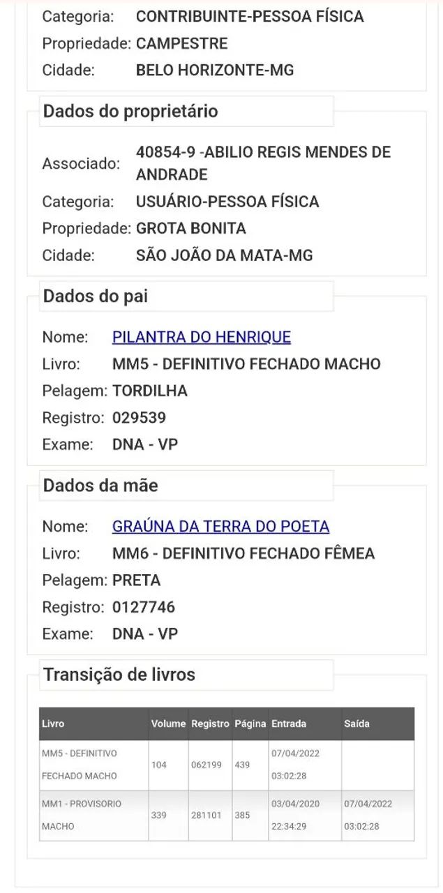 Cavalo registrado manga larga marchador  - Foto 6