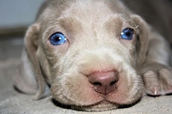 Weimaraner Filhotes de olhos azuis