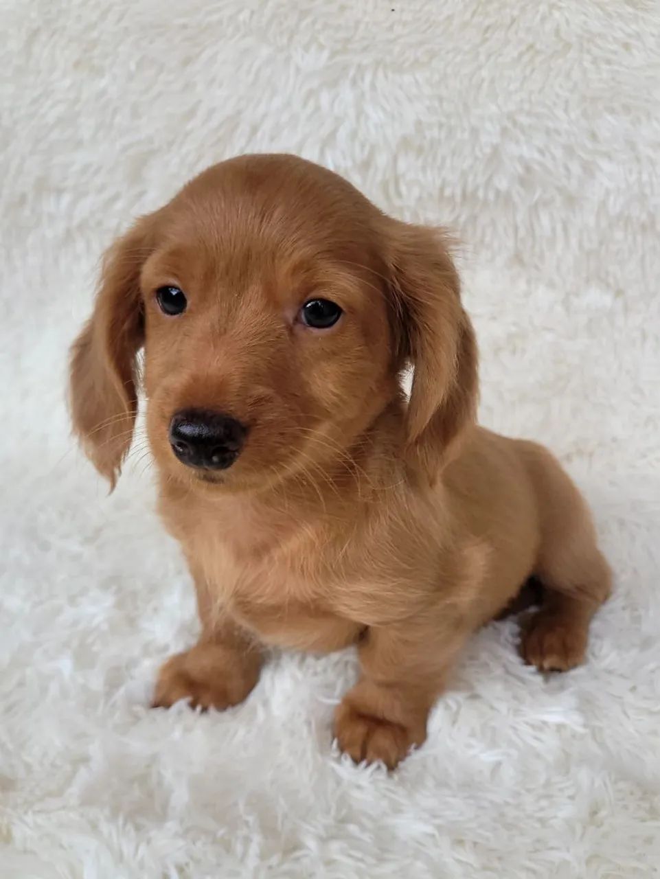 Dachshund macho pelo longo liso creme  - Foto 3