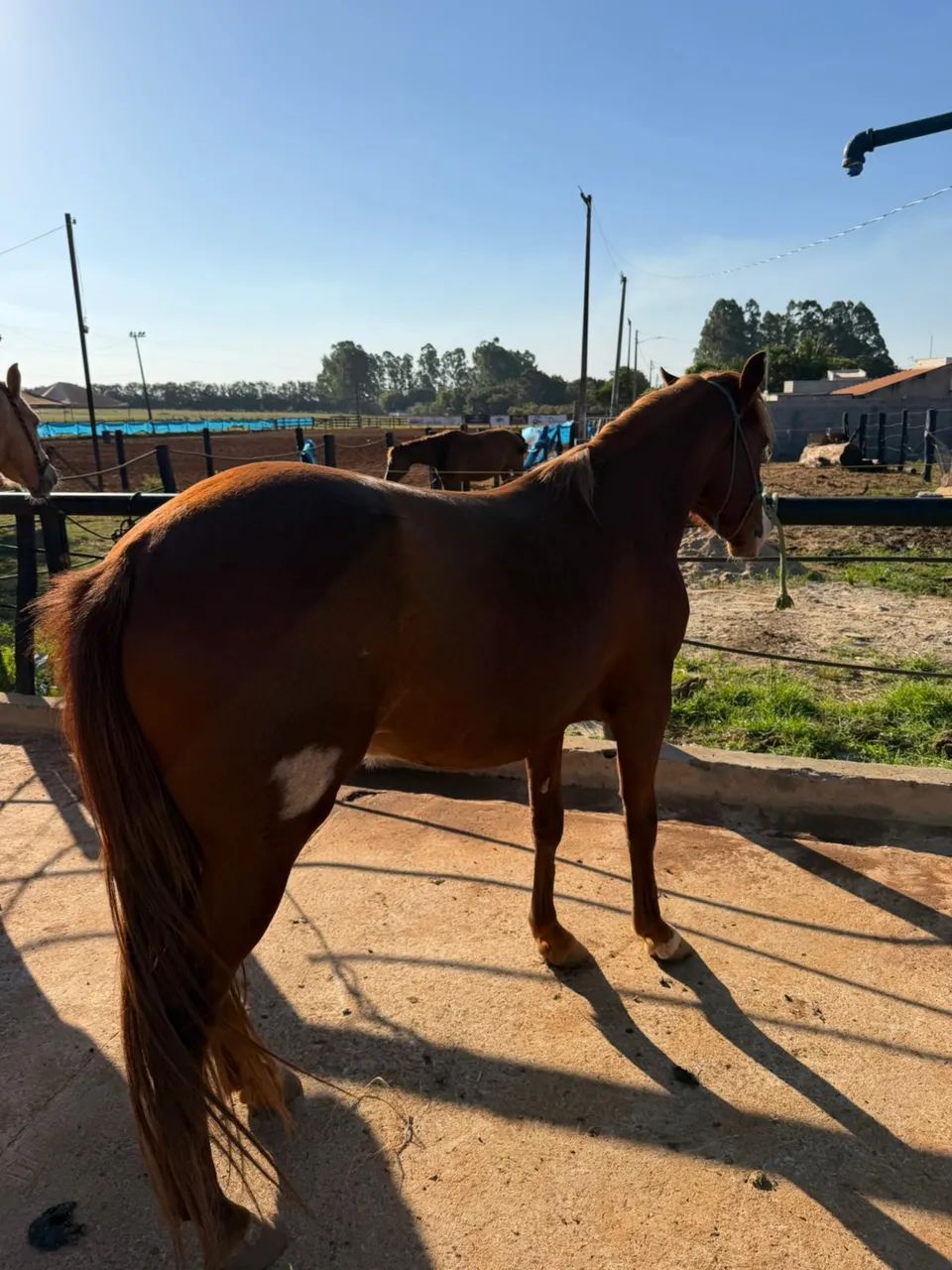 Cavalo  - Foto 3