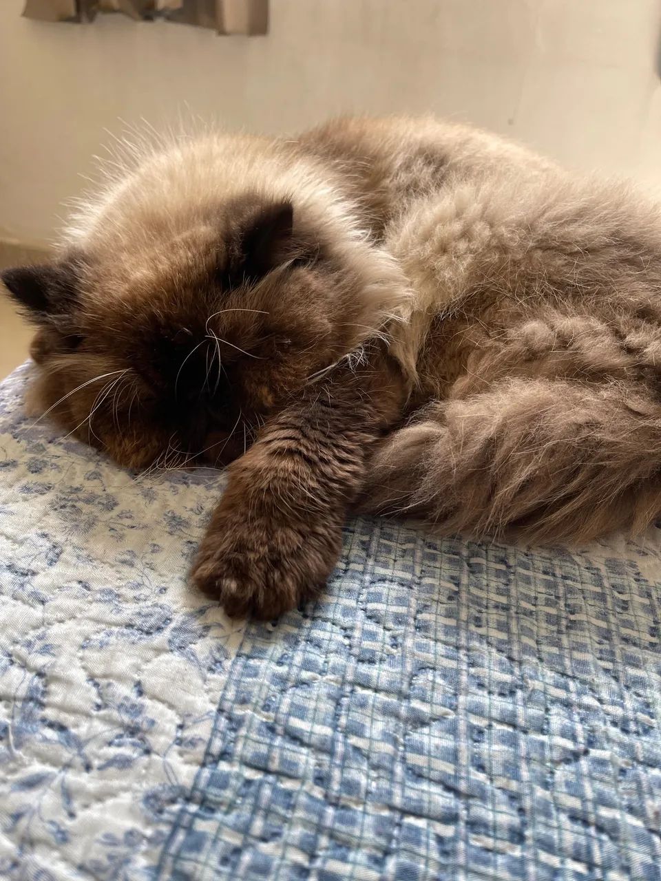 Gato persa procura namorada  - Foto 5