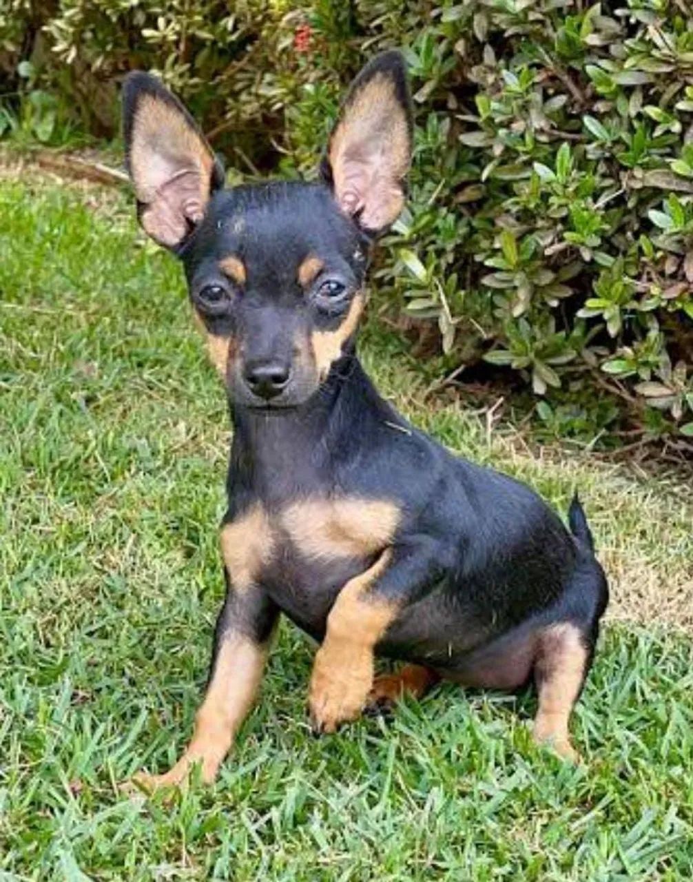 Promoção -Pinscher Minúsculos