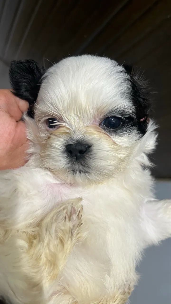 Cachorros Shi Tzu  - Foto 2