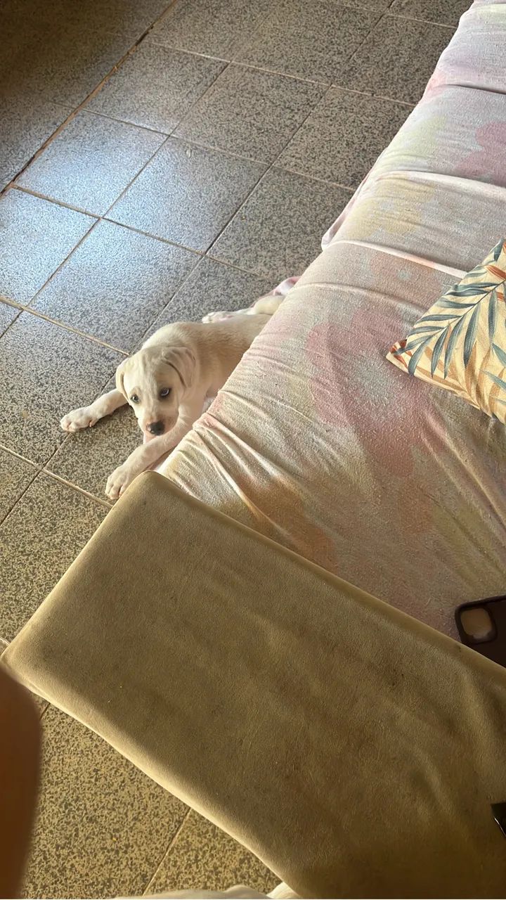 Doa-se cachorro - Foto 4