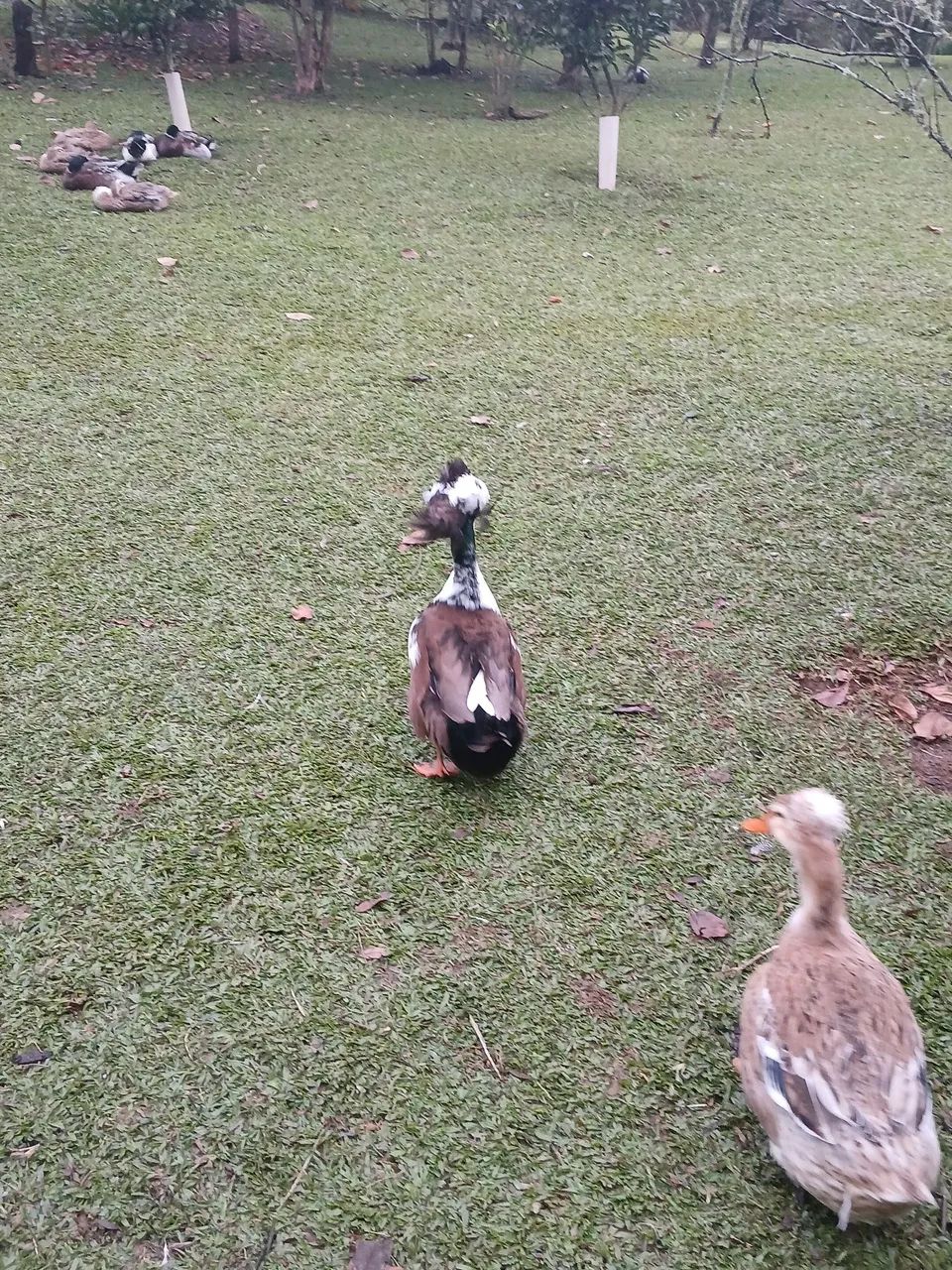 Ovos de marreco rouem misto com pompom e sem pompom 