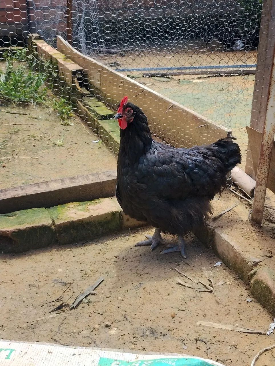 Galinha gigante negro  - Foto 2