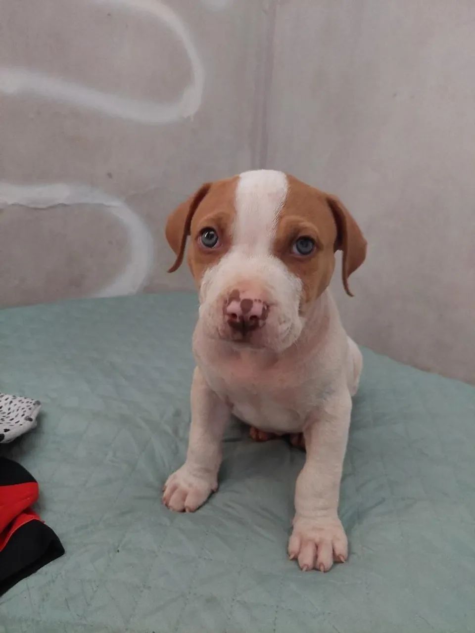 Pit Bull - Foto 3