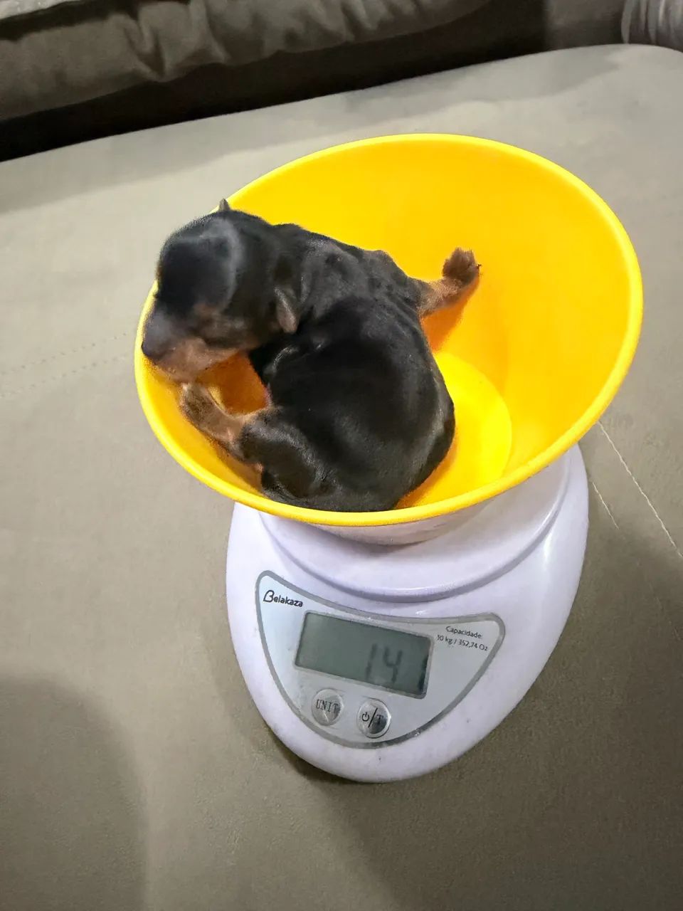 York micro macho é fêmea 