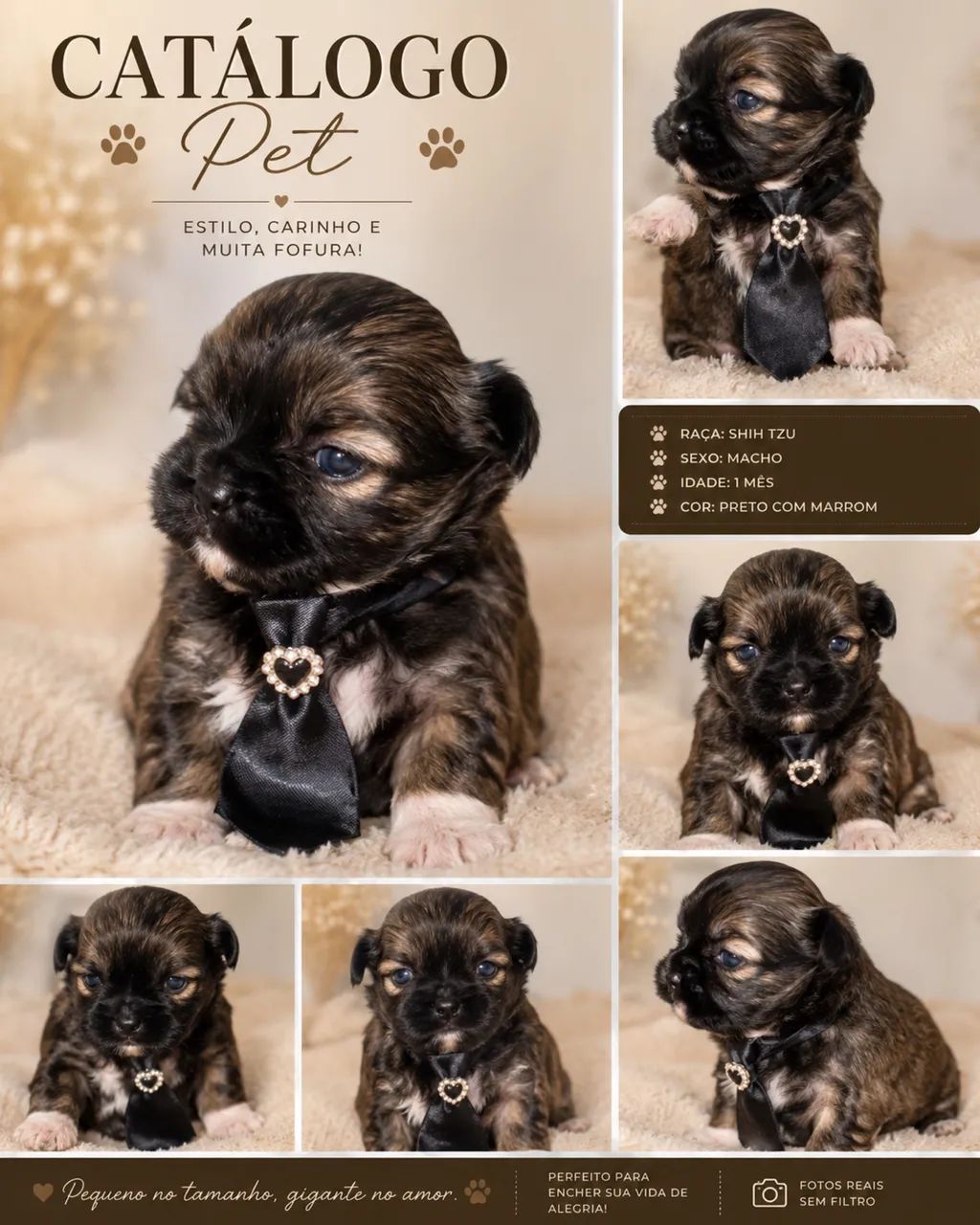 Shih Tzu