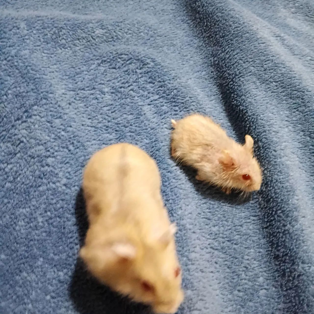 Hamster anão russo 